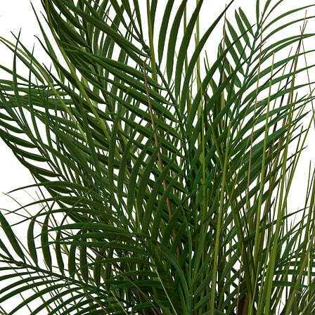 Plante artificiale Atmosphera Palmier Wonj, 142 cm