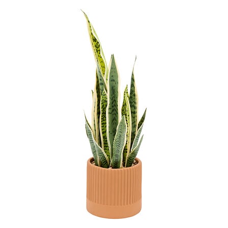 Изкуствена Сансевиерия atmosphera Nippon Line, Керамична саксия, 78 cm, Кафява