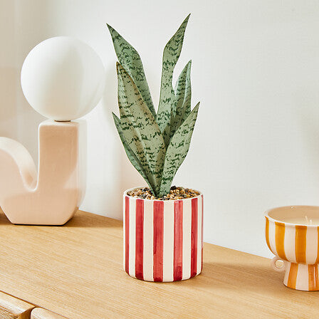 Atmosfera de plante artificiale Sansevieria Chéri, 38 cm