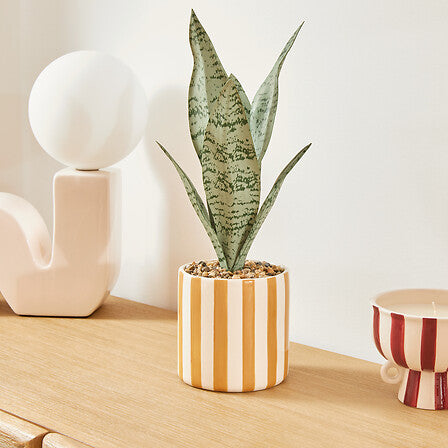 Atmosfera de plante artificiale Sansevieria Chéri, 38 cm