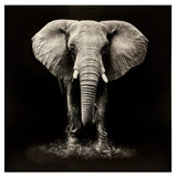 Tablou atmosphera Elephant, imprimeu pe pânză, 100 x 100 cm