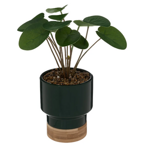 Atmosferă artificială din plante