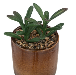 Atmosferă artificială din plante