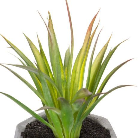 Suculentă artificială Atmosphere, 14 cm, diverse specii