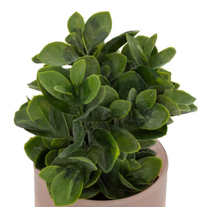Plantă artificială Atmosphera Tayli Succulent, 18 cm, diverse specii