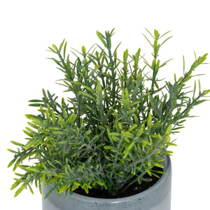 Plantă artificială Atmosphera Tayli Succulent, 18 cm, diverse specii