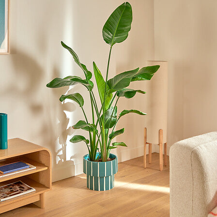 Ghiveci Atmosphera Flow, Ceramică, Verde, Ø30 cm