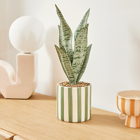 Atmosfera de plante artificiale Sansevieria Chéri, 38 cm