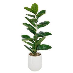 Plantă artificială Atmosphere Ficus Sky, 145 cm